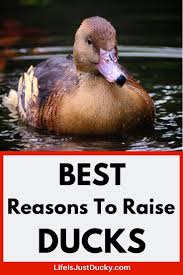 Duck eggs are bigger than chicken eggs and have a higher content of albumen (the egg white). 10 Best Reasons To Raise Ducks Life Is Just Ducky