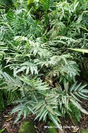 Image result for Pteris kivuensis