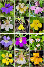 Image result for Goodeniaceae