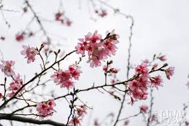 四大服務 ‧ 永久免費 櫻花給你一輩子的承諾 365天全年無休 / 春節不打烊 / 專業諮詢. åŒ—éƒ¨è³žæ«»ç§˜å¢ƒ åœŸåŸŽå¸Œæœ›ä¹‹æ²³æ«»èŠ±é£„é€¸æ˜­å'Œæ«» ä¿¡å‚³åª'