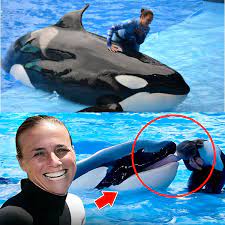 She Had Performed This Routine Hundreds of Times Before — But On That  Fateful Afternoon, As Tamarie Tollison Dived Into the Pool With Her Beloved  Orca, Something Felt Off… Seconds Later, Screams