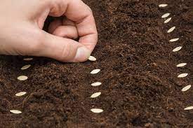 I also buy from the market. Planting Cucumber Seeds Like Your Were Born A Cuke Farmer