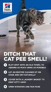 How To Get Rid Of Cat Odors For Good Hill S Pet Cat Odor Cat Pee Smell Cats