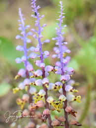 Image result for Brachycorythis lastii