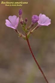 Image result for Buchnera