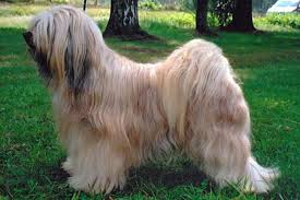 Our puppies are purebred tibetan terriers. Tibetan Terrier Puppies For Sale From Reputable Dog Breeders