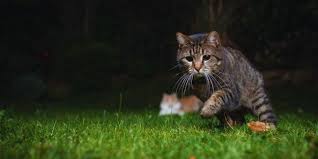 ‪What Cats Do Outdoors at Night | Preventive Vet‬‏