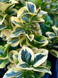 Image result for Euonymus fortunei