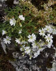 Image result for Cerastium afromontanum
