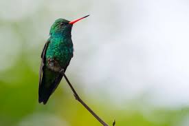 Image result for Cyanotis sp. aff. C. lapidosa