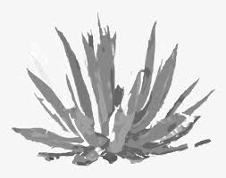welcome to maguey weaves agave azul transparent png 805x573 free download on nicepng nicepng