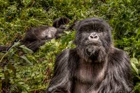 Gorila de montaña en peligro de extincion. Cara A Cara Con Un Gorila De Montana En Peligro De Extincion En Ruanda Fotos Retratos Imagenes Y Fotografia De Archivo Libres De Derecho Image 23235186