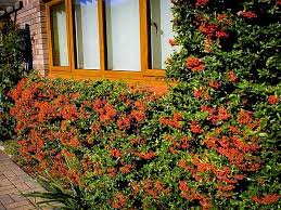 Image result for Pycnosphaera buchananii