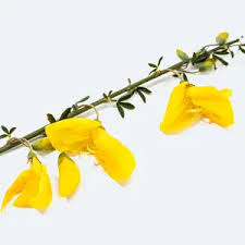 Image result for Adenocarpus