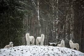 New users enjoy 60% off. Two Wolves Fighting Inside You