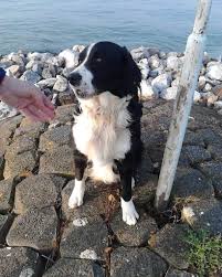 Bernese mountain dog collie mix. Wwcsq3llzzfoem