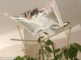 Advice on the gadgets your family uses every day. Which Small Animal Is The Best Pet For You Pethelpful