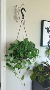 Breed, own & train horses like crown of thorns in derbyville! Lowes House Plants Clearance Small Evergreen Trees
