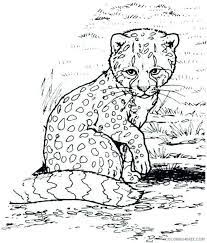 Collection Of Cheetah Coloring Pages Ideas Free Coloring Sheets Zoo Animal Coloring Pages Animal Coloring Pages Baby Coloring Pages