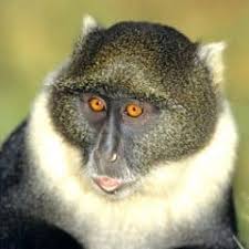 Image result for Pittosporum mildbraedii