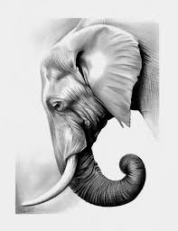 Elephant In Graphite By Spectrum Vii Elephant Drawing Elephant Art Animal Drawings