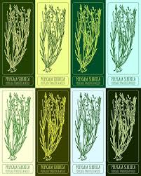 Image result for Polygala persicariifolia