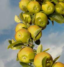 We did not find results for: Bare Root Fruit Trees Delivered Talbott Nursery Poultry
