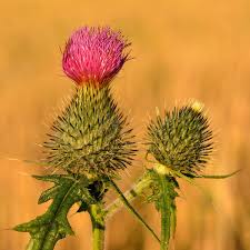 Image result for Cirsium