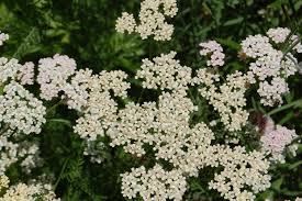 We did not find results for: Deer Resistant Herbs Advice From The Herb Lady
