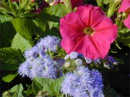 Annuals can be obtained as seeds or bedding plants, annuals are meant to last only for one year so it is important to know how best to plant them before buying their. What Is An Annual Gardening With Annuals University Of Illinois Extension
