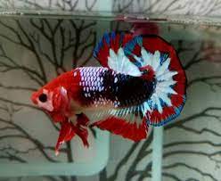 Hundreds of bettafish guppies sworldtail fish unbelievable. Ohmpk Red Fancy Star Tail Betta Fish Types Beautiful Fish Betta Fish