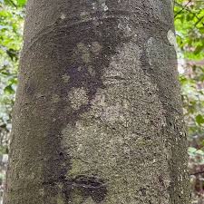 Image result for Funtumia africana