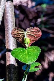 Image result for Nectaropetalum