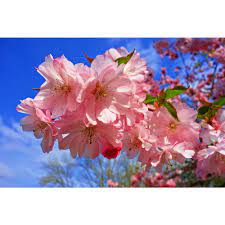 Online Orchards Amanogawa Cherry Blossom Tree Bare Root 3 Ft To 4 Ft Tall Flch009 The Home Depot Cherry Blossom Tree Blossom Trees Flowering Crabapple Tree