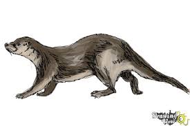 How To Draw An Otter Drawingnow Otter by robthedoodler on deviantart. how to draw an otter drawingnow