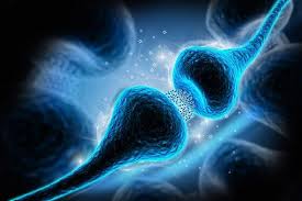 Image result for Serotonin