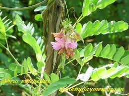 Image result for Abrus melanospermus