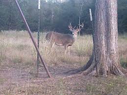 Whitetail Hog Hunt Combo Texas United States Bookyourhunt Com