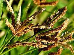 Image result for Eleusine coracana