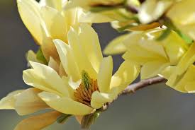 It is a deciduous hybrid magnolia that is a. Magnolia Butterflies
