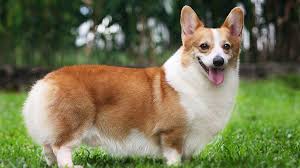 First four photos are girls and next four photos are boys. Pembroke Welsh Corgi Price Temperament Life Span