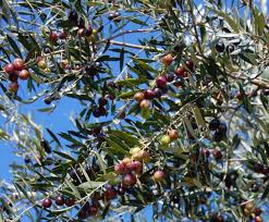 Comment Recolter Les Olives