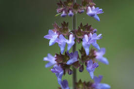 Image result for Isodon ramosissimus