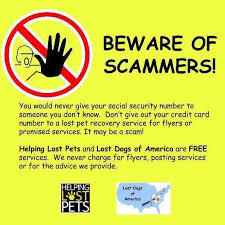 Use colored material because these are highly visible even from far. Beware Of Scammers Who Prey On People Who Have Lost Their Pets Lost Dogs Of America