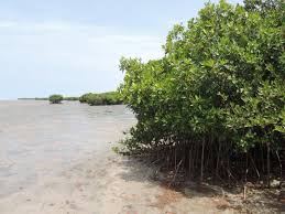 Image result for Microcharis butayei