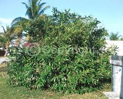 Image result for Citharexylum
