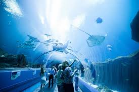 Sips Under The Sea Is A Unique Cocktail Party For Adults To Enjoy Georgia Aquarium After Hours With Your Family Friends Or Si Georgia Aquarium Trip Girls Trip
