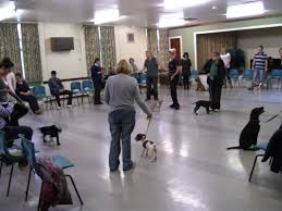 Expose your puppy to different people, places, sights, and sounds. Puppy Socialisation Classes Pat And Colin Werner Dog Training School