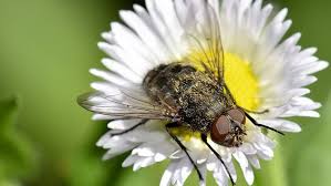Cluster flies are similar to common house flies, but they are slightly larger up to 3/4 inches and do not buzz. How To Get Rid Of Cluster Flies Cluster Fly Infestation