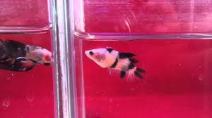 Female giant betta koi & fancy bo = 8cm, biggest betta female giant, monster genetic, huge and this is my new koi female betta from petco. Pair Black Koi Male Female Betta Youtube